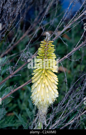 Giallo Red Hot Poker/Torcia Lily- genere Kniphofia - Famiglia Asphodelaceae Foto Stock