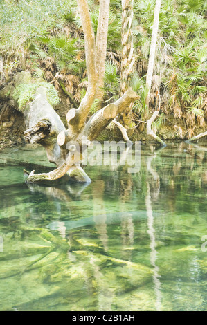 Lamantino nuoto nella molla blu del parco statale, Florida, Stati Uniti d'America Foto Stock
