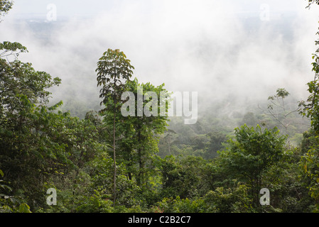 Sud America, Brasile, la foresta pluviale amazzonica in Amapa Affitto stato Foto Stock