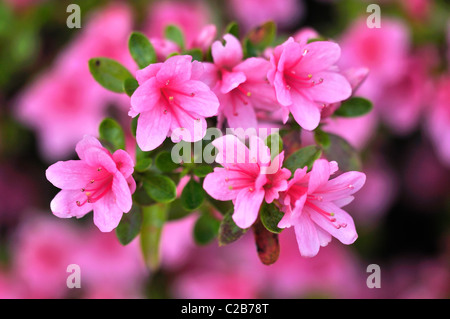 Un'azalea colore rosa pianta con una massa di blumi nella primavera del Regno Unito Foto Stock