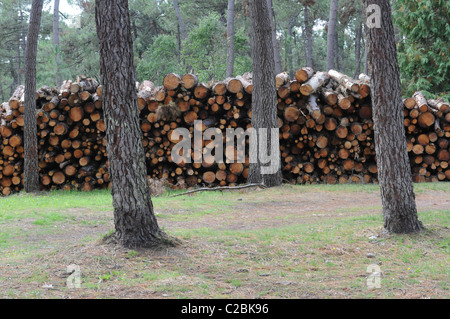 Un mucchio di tronchi in una foresta Foto Stock