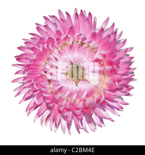 Rosa singola uvularia, fioritura Helichrysum bracteatum isolati su sfondo bianco Foto Stock