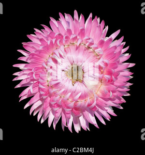 Una rosa fiore uvularia, fioritura Helichrysum bracteatum isolati su sfondo nero Foto Stock