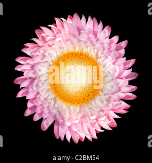 Fioritura Uvularia Helichrysum bracteatum isolati su sfondo nero Foto Stock