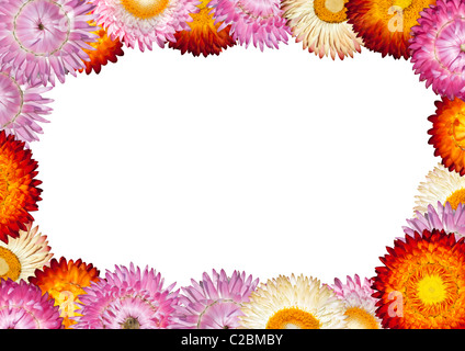 Telaio di colorati fiori di paglia isolato su bianco Foto Stock