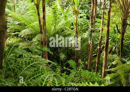 La fitta giungla fogliame in una foresta pluviale coperta Foto Stock