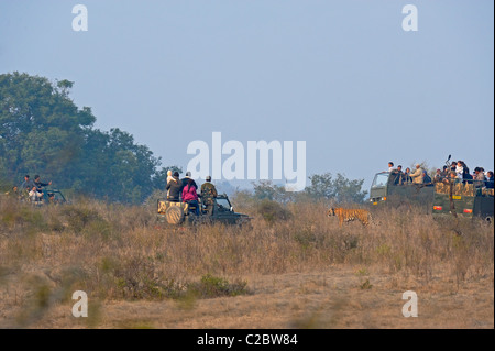 I turisti i veicoli a seguito di una tigre in tracce di Ranthambhore national park in India del nord Foto Stock