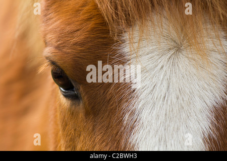 Io amo i cavalli particolarmente gradevole castagno quelli colorati come questa bellezza Foto Stock