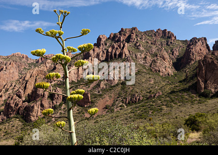 Impianto di secolo Agave americana in fiore parco nazionale di Big Bend Texas USA Foto Stock