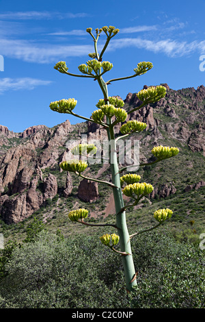 Impianto di secolo Agave americana in fiore parco nazionale di Big Bend Texas USA Foto Stock