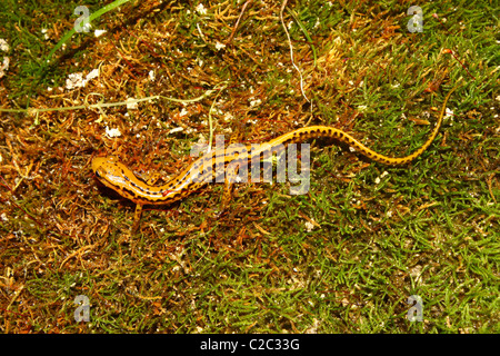 Long-tailed Salamander (Eurycea longicauda) Foto Stock