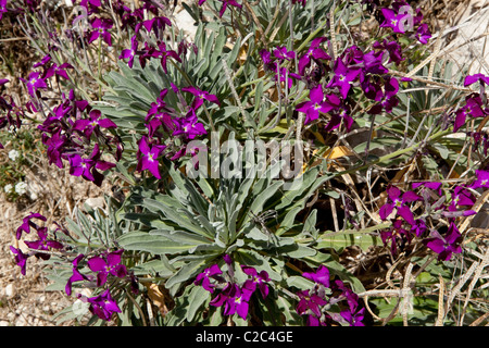 Fiori di Provenza : Matthiola Incana Foto Stock