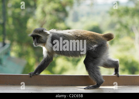 Un Sykes scimmia con un braccio e nessuna coda su un balcone hotel in Aberdares, Kenya Foto Stock