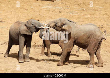 Due elefanti zanne di bloccaggio in corrispondenza di un foro di irrigazione in Aberdares Kenya Foto Stock