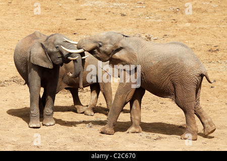 Due elefanti zanne di bloccaggio in corrispondenza di un foro di irrigazione in Aberdares Kenya Foto Stock