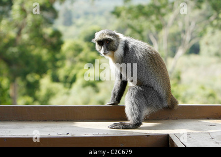 Un Sykes scimmia con un braccio e nessuna coda su un balcone hotel in Aberdares, Kenya Foto Stock