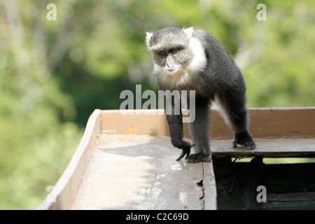 Un Sykes scimmia con un braccio e nessuna coda su un balcone hotel in Aberdares, Kenya Foto Stock