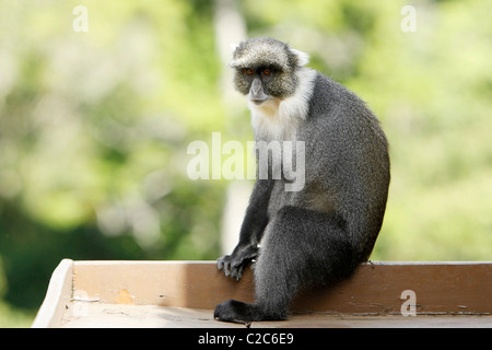 Un Sykes scimmia con un braccio e nessuna coda su un balcone hotel in Aberdares, Kenya Foto Stock