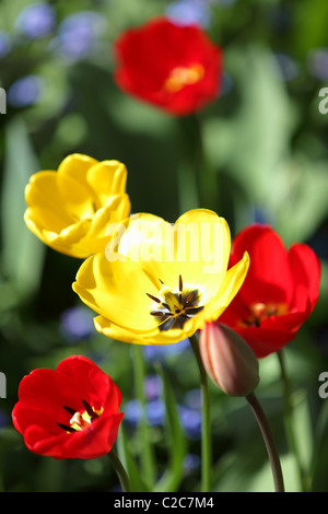 Inizio della primavera offerta di rosso e tulipani gialli (Tulipa),alcune completamente fiorì alcuni parzialmente fiorì,il tutto immerso nella luce del sole di primavera. Foto Stock