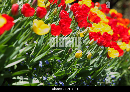 Rosso e tulipani gialli (Tulipa) disposti in un aiuola di fiori e tutti crogiolandovi sotto il caldo sole primaverile,visualizzati in un aspetto inclinato. Foto Stock