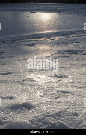 Sole che splende attraverso gli alberi sulla neve Foto Stock