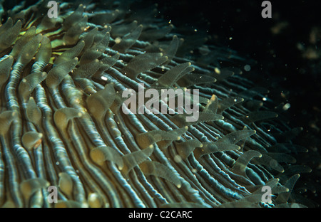 Corallo di funghi, funghi Fungia, con polipi, stretto di Lembeh, nei pressi di Bitung, Sulawesi, Indonesia, Asia Foto Stock