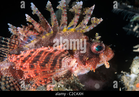 Pesci leonfish, Dendrochirus brachypterus, con pinne estese, Lembeh Straits, nei pressi di Bitung, Sulawesi, Indonesia, Asia Foto Stock