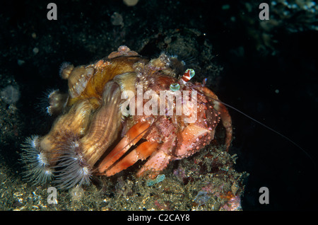 Granchio di Erma di Anemone, Dardanus pedunculatus, con anemoni di mare, polypus di Calliactis, su conchiglia, Lembeh Straits, nei pressi di Bitung, Sulawesi, Indonesia, Asia Foto Stock