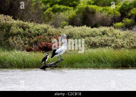 Pellicano rosa e un pied cormorano pacificamente in piedi su una struttura sommersa Foto Stock