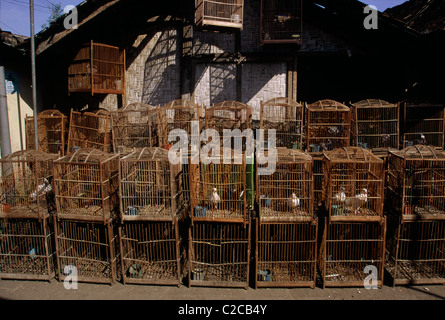 Piccioni in gabbie, mercato degli uccelli, Jogyakarta, Indonesia, Asia Foto Stock