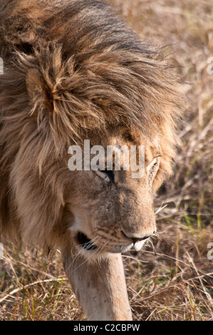 Maschio di leone, Panthera leo, Masai Mara riserva nazionale, Kenya, Africa Foto Stock
