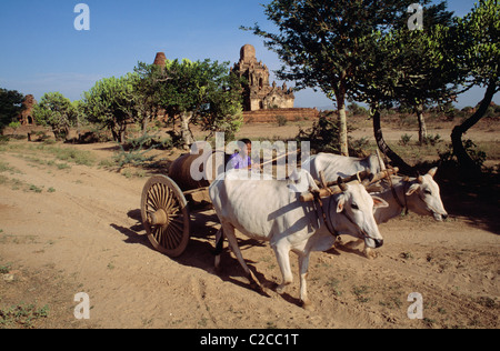 Donna guida bue-trainato carrello con templi in background, Bagan, Mandalay Regione, Myanmar, Asia Foto Stock