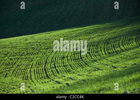 Green le linee curve di germogli di grano in un campo aperto Foto Stock