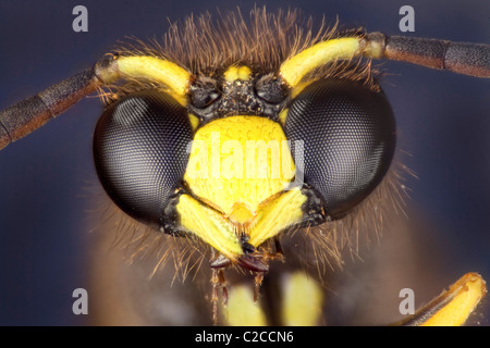 Vespa Vulgaris o il comune wasp, macro vista di testa composto, gli occhi, la bocca e le antenne Foto Stock