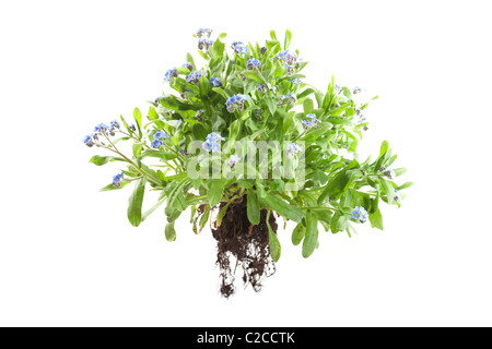 Myosotis sylvatica Dimenticare me knot impianto isolato su sfondo bianco Foto Stock