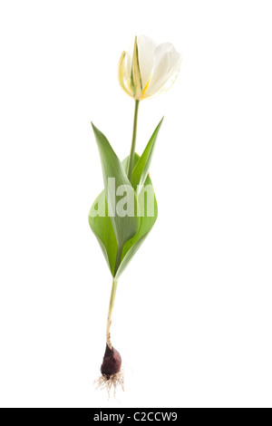 Imperatore esotici tulip su sfondo bianco Foto Stock