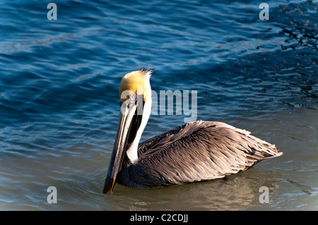 Brown Pelican sull'oceano Foto Stock