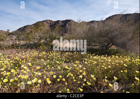 In California. Deserto Tarassaco (Malacothrix californica), il Parco nazionale di Joshua Tree. Foto Stock