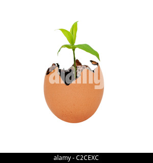 Il guscio delle uova incrinate aperto con massa di sabbia di sporcizia e germinazione di piante verdi metafora crescente per la nuova vita e l'ambiente. Foto Stock