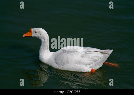 Domestico, anatra Anas platyrhynchos f domestica a nuotare in un stagno di Pune, Maharashtra, India. Foto Stock