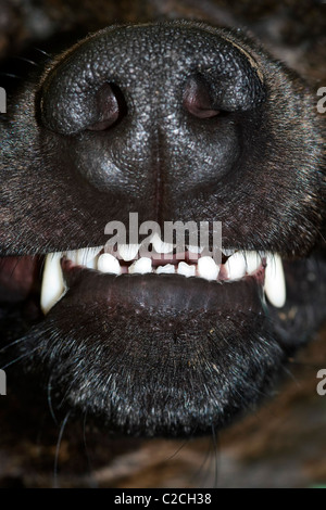 Cane denti nuda - zanne Foto Stock