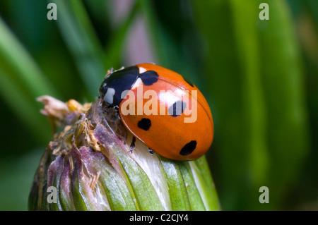 Coccinella Seven-Spot (Coccinella septempunctata), Francia Foto Stock