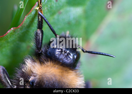 White-tailed Bumblebee (Bombus lucorum), Francia Foto Stock