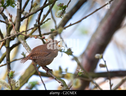 La molla wren Foto Stock