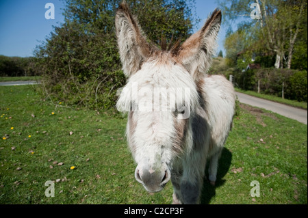 Un asino grigio a Beaulieu in New Forest National Park, Hampshire, Inghilterra, Regno Unito. Foto Stock