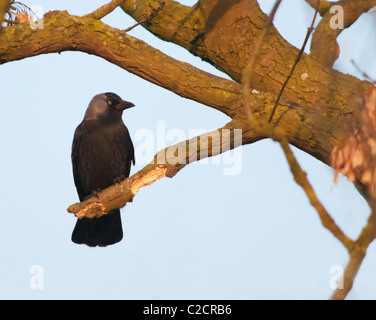 Taccola (Corvus monedula) arroccato nella struttura ad albero in immerso nella luce del sole di mattina Foto Stock