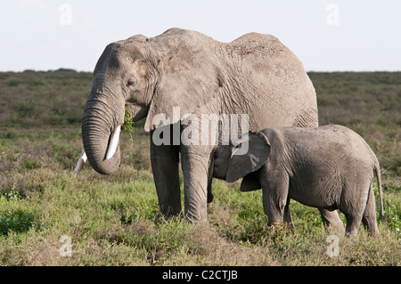 Foto di stock di un elefante di vitello in infermieristica pianure del Serengeti. Foto Stock