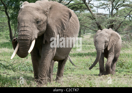 Foto di stock di un baby elephant seguendo la sua mamma attraverso i boschi Ndutu. Foto Stock