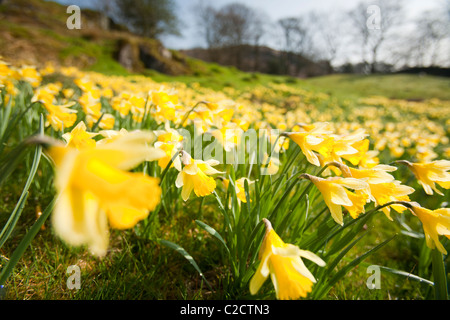 Wild Daffodil (Narcissus pseudonarcissus) crescita vicino Loughrigg Tarn, Ambleside, Lake District, UK. Foto Stock