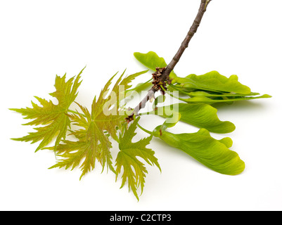 Argento (acero Acer saccharinum) nuove foglie e semi su sfondo bianco Foto Stock